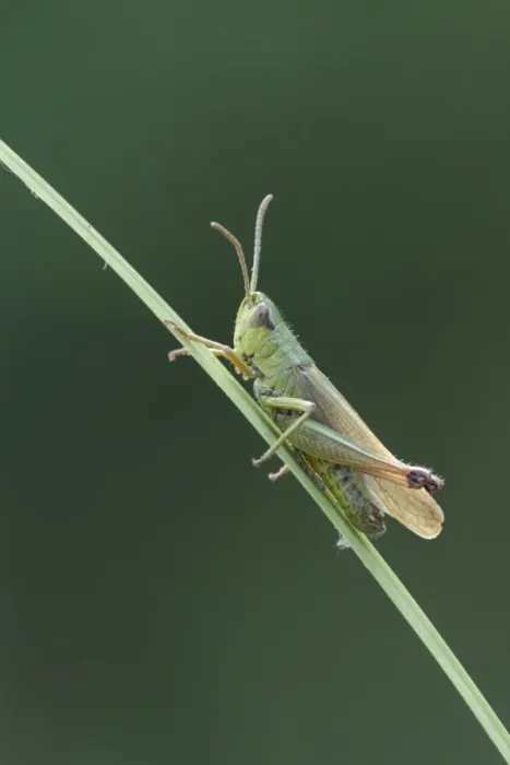 Framed Print : Meadow Grasshopper (Chorthippus parallelus) adult, resting on grass stalk, Essex, England, july