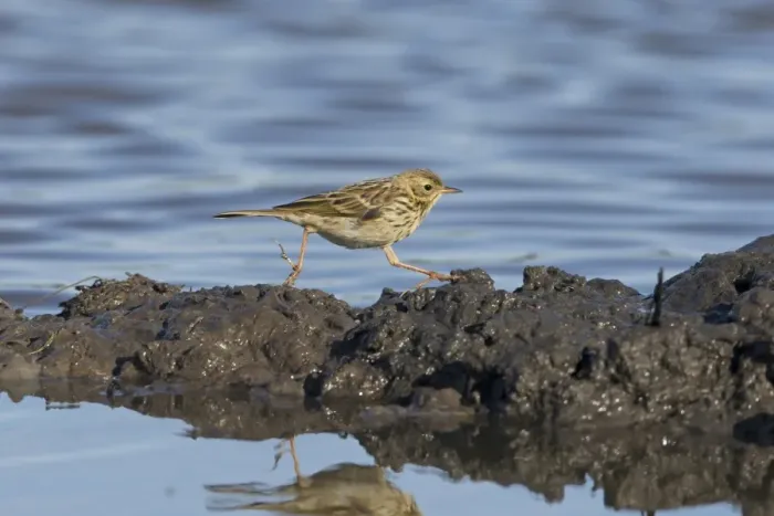 Framed Print : Meadow Pipit (Anthus pratensis) adult, running across mud at edge of water, Suffolk, England, August Framed Print : Meadow Pipit (Anthus pratensis) adult, running across mud at edge of water, Suffolk, England, August