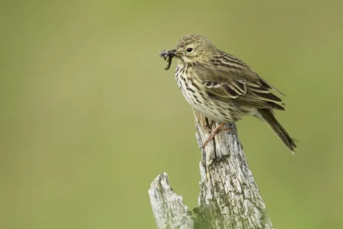 Framed Print : Meadow Pipit (Anthus pratensis) adult, with insects in beak, perched on post, Iceland, June Framed Print : Meadow Pipit (Anthus pratensis) adult, with insects in beak, perched on post, Iceland, June