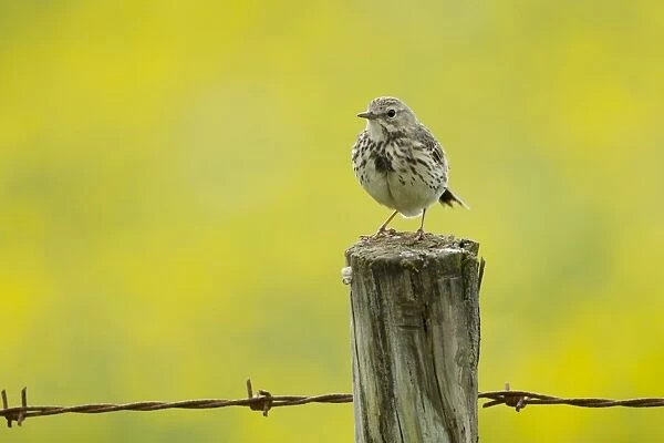 Meadow Pipit (Anthus pratensis) adult, standing on fencepost with flowering buttercup meadow in background, Iceland