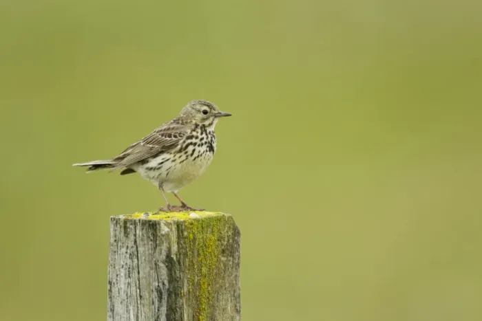 Framed Print : Meadow Pipit (Anthus pratensis) adult, standing on post, Iceland, June Framed Print : Meadow Pipit (Anthus pratensis) adult, standing on post, Iceland, June
