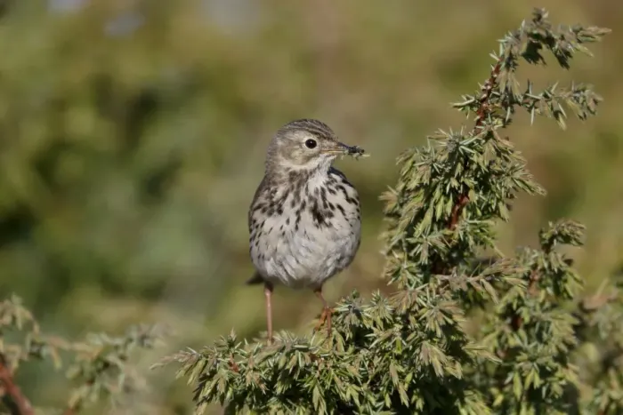Framed Print : Meadow Pipit (Anthus pratensis) adult, with insects in beak, perched on juniper in moorland, Highlands, Scotland, May
