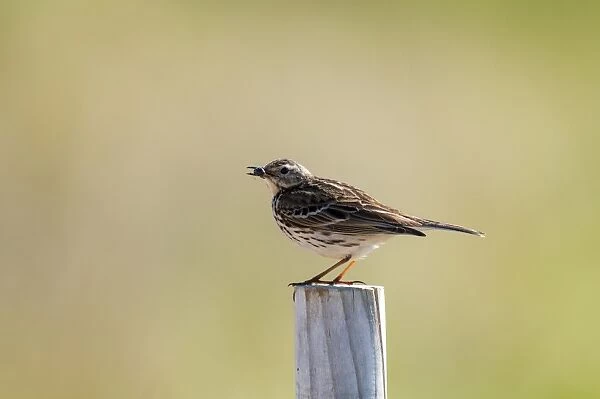 Meadow Pipit (Anthus pratensis) adult, with carabid beetle prey in beak, perched on wooden post, Beadnell