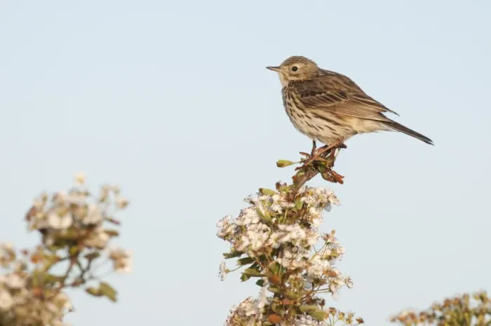 Framed Print : Meadow Pipit (Anthus pratensis) adult, perched on flowering hawthorn, North Kent Marshes, Isle of Sheppey, Kent, England, may