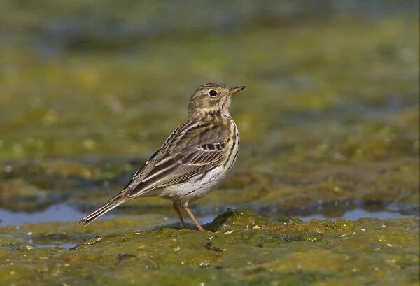 Meadow Pipit (Anthus pratensis) adult, standing on algal mat, Norfolk, England, april