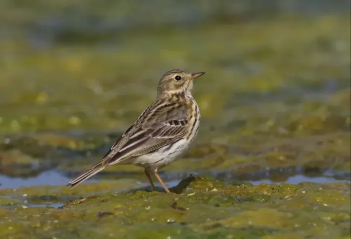 Framed Print : Meadow Pipit (Anthus pratensis) adult, standing on algal mat, Norfolk, England, april Framed Print : Meadow Pipit (Anthus pratensis) adult, standing on algal mat, Norfolk, England, april