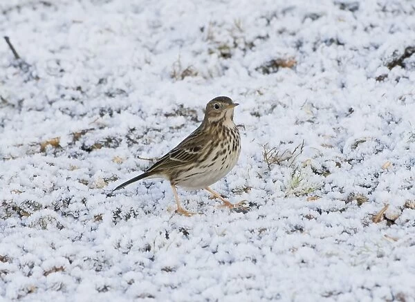 Meadow Pipit (Anthus pratensis) adult, standing on frost covered ground, Ashdown Forest, East Sussex, England, winter