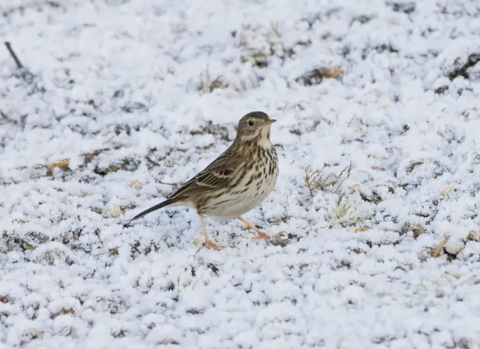 Framed Print : Meadow Pipit (Anthus pratensis) adult, standing on frost covered ground, Ashdown Forest, East Sussex, England, winter Framed Print : Meadow Pipit (Anthus pratensis) adult, standing on frost covered ground, Ashdown Forest, East Sussex, England, winter