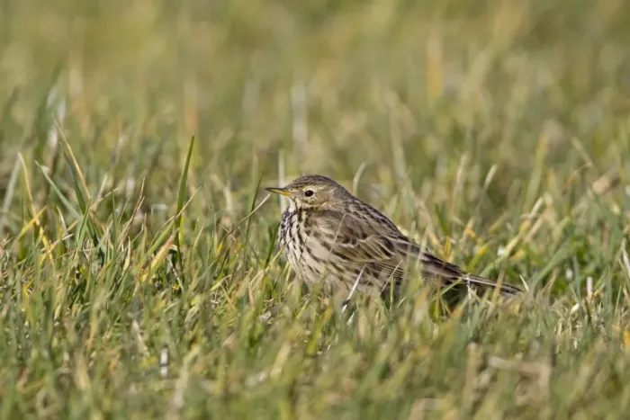 Framed Print : Meadow Pipit (Anthus pratensis) adult, standing in grass, Suffolk, England, february