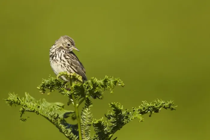 Framed Print : Meadow Pipit (Anthus pratensis) adult, looking inquisitively downwards, perched on bracken, Pembrokeshire, Wales, july Framed Print : Meadow Pipit (Anthus pratensis) adult, looking inquisitively downwards, perched on bracken, Pembrokeshire, Wales, july