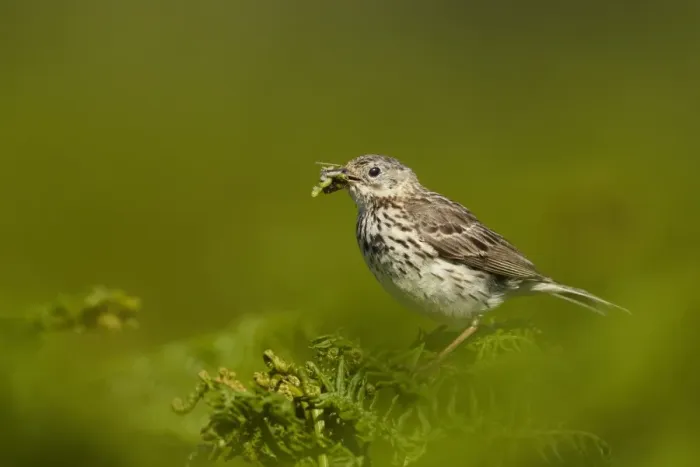 Framed Print : Meadow Pipit (Anthus pratensis) adult, with insects in beak, perched on bracken Framed Print : Meadow Pipit (Anthus pratensis) adult, with insects in beak, perched on bracken