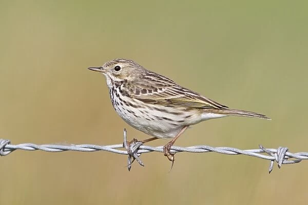 Meadow Pipit (Anthus pratensis) adult, perched on barbed wire, Suffolk, England, april