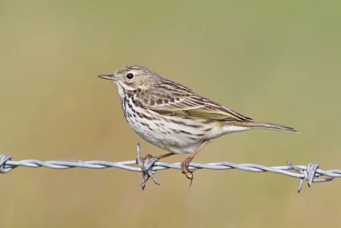 Framed Print : Meadow Pipit (Anthus pratensis) adult, perched on barbed wire, Suffolk, England, april Framed Print : Meadow Pipit (Anthus pratensis) adult, perched on barbed wire, Suffolk, England, april
