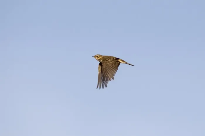Framed Print : Meadow Pipit (Anthus pratensis) adult, in flight, Castilla y Leon, Spain, October Framed Print : Meadow Pipit (Anthus pratensis) adult, in flight, Castilla y Leon, Spain, October