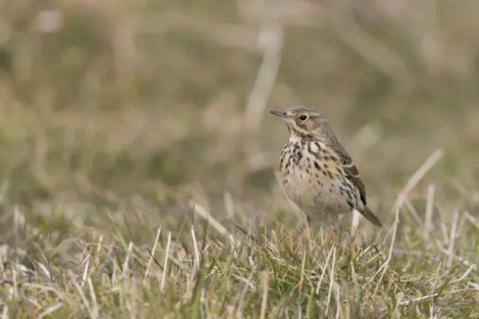 Framed Print : Meadow Pipit (Anthus pratensis) adult, standing on grass, Suffolk, England, April Framed Print : Meadow Pipit (Anthus pratensis) adult, standing on grass, Suffolk, England, April