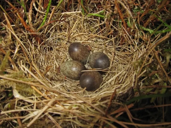 Framed Print : Meadow Pipit (Anthus pratensis) four eggs in nest, Kelburn, North Aryshire, Scotland, june