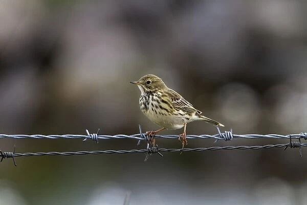 Meadow Pipit, on barbed wire fence