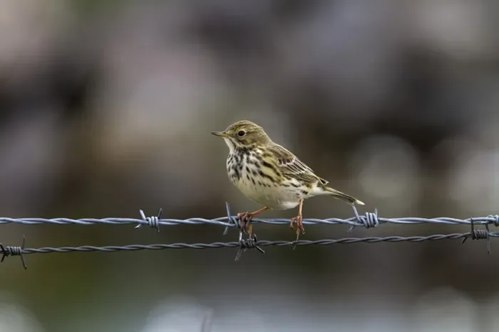 Framed Print : Meadow Pipit, on barbed wire fence Framed Print : Meadow Pipit, on barbed wire fence