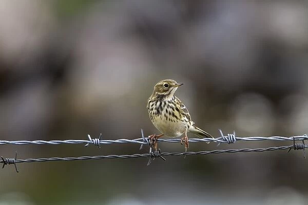 Meadow Pipit, on barbed wire fence