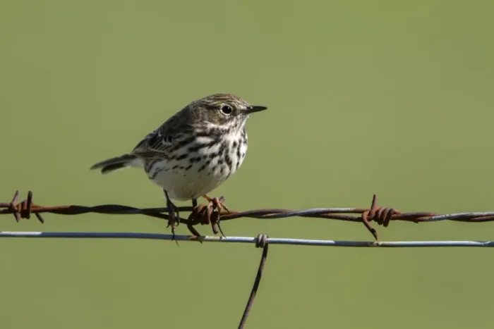 Framed Print : Meadow Pipit, on barbed wire fence Framed Print : Meadow Pipit, on barbed wire fence