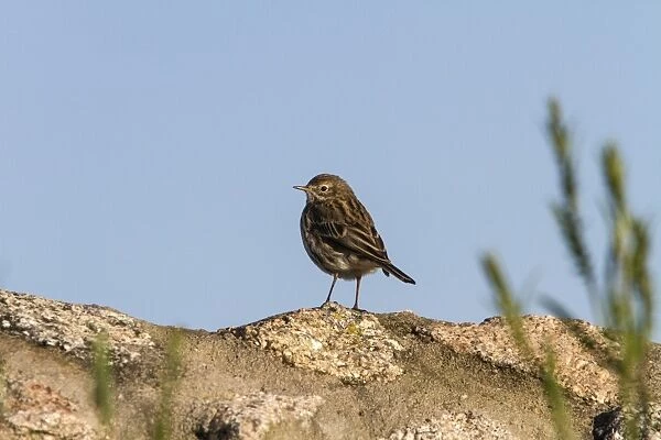 Meadow Pipit, early spring in Extremadura, Spain