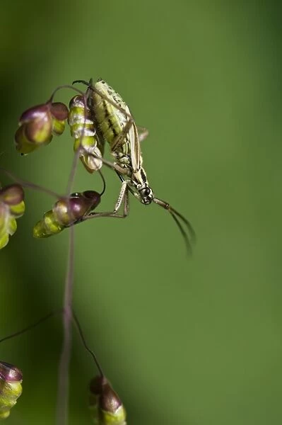 Meadow Plant Bug (Leptopterna dolabrata) adult female, clambering over Quaking Grass (Briza media) flowers