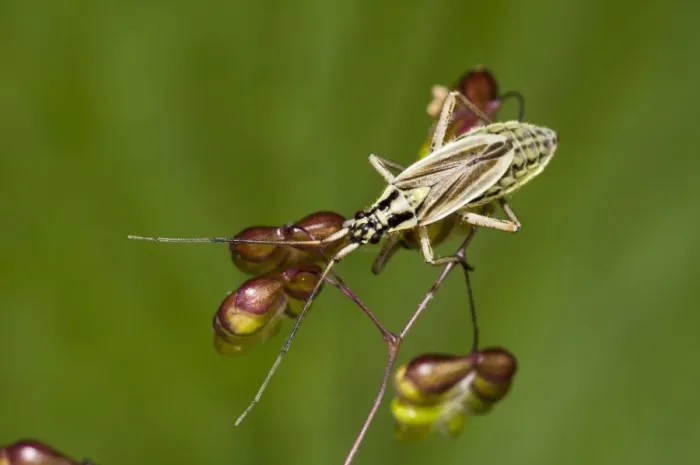 Framed Print : Meadow Plant Bug (Leptopterna dolabrata) adult female, clambering over Quaking Grass (Briza media) flowers Framed Print : Meadow Plant Bug (Leptopterna dolabrata) adult female, clambering over Quaking Grass (Briza media) flowers