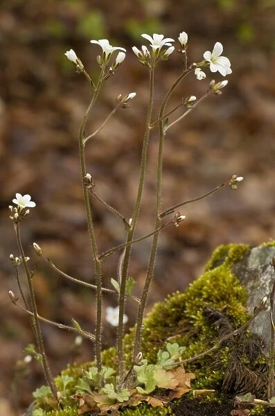 Meadow Saxifrage (Saxifraga granulata) flowering, Abruzzo N. P. Apennines, Italy, May