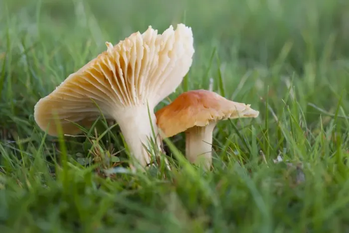 Framed Print : Meadow Waxcap (Hygrocybe pratensis) fruiting bodies, growing in grassland, Powys, Wales, November Framed Print : Meadow Waxcap (Hygrocybe pratensis) fruiting bodies, growing in grassland, Powys, Wales, November