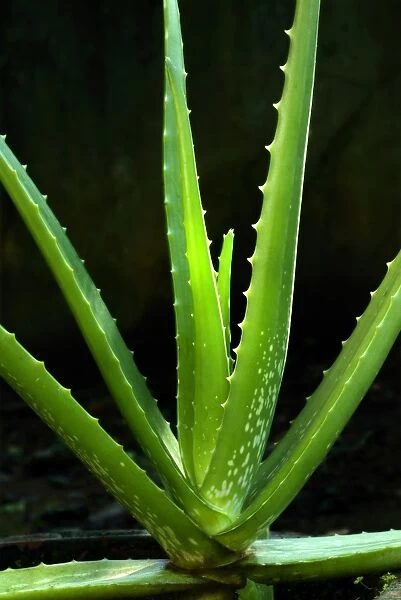 Medicinal Aloe (Aloe vera) close-up of leaves, Trivandrum, Kerala, India