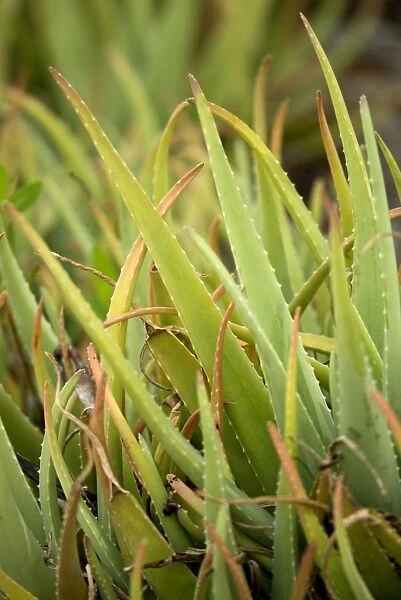 Medicinal Aloe (Aloe vera) close-up of leaves, Bonaire, Leeward Antilles, Lesser Antilles, October