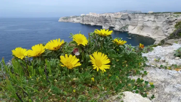 Framed Print : Mediterranean Beach Daisy (Asteriscus maritimus) flowering, growing on limestone rocks in clifftop habitat Framed Print : Mediterranean Beach Daisy (Asteriscus maritimus) flowering, growing on limestone rocks in clifftop habitat