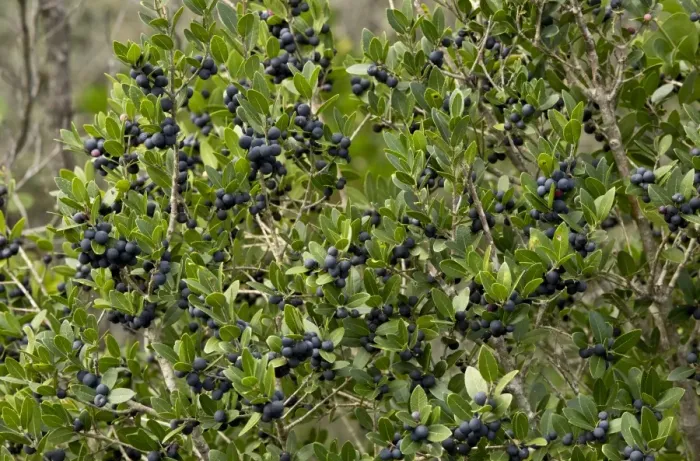 Framed Print : Mediterranean Buckthorn (Rhamnus alaternus) in fruit, Southwest France, October Framed Print : Mediterranean Buckthorn (Rhamnus alaternus) in fruit, Southwest France, October