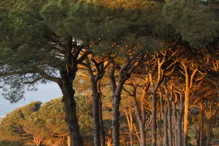 Framed Print : Mediterranean coastal Pine (Pinus sp. ) forest habitat in evening sunlight, Tangier, Morocco, april Framed Print : Mediterranean coastal Pine (Pinus sp. ) forest habitat in evening sunlight, Tangier, Morocco, april