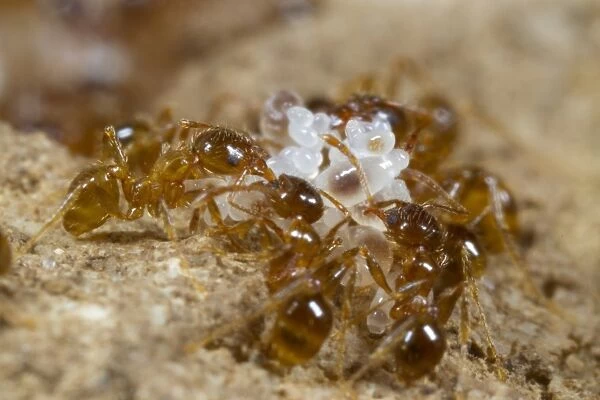 Mediterranean Dimorphic Ant (Pheidole pallidula) adults, workers tending larvae and eggs in nest, Ile St