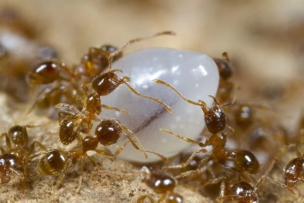 Mediterranean Dimorphic Ant (Pheidole pallidula) adults, workers tending large larvae of sexual generation in nest