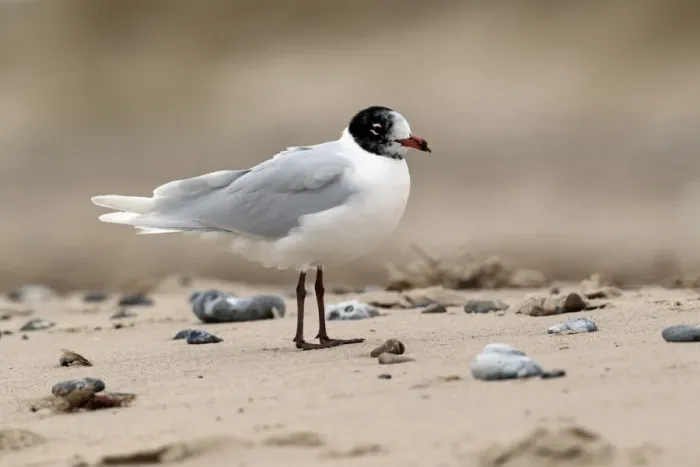 Framed Print : Mediterranean Gull (Larus melanocephalus) adult, moulting into summer plumage, standing on beach, Norfolk, England, march Framed Print : Mediterranean Gull (Larus melanocephalus) adult, moulting into summer plumage, standing on beach, Norfolk, England, march