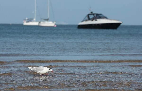 Mediterranean Gull (Larus melanocephalus) adult, winter plumage, walking in shallow water on beach