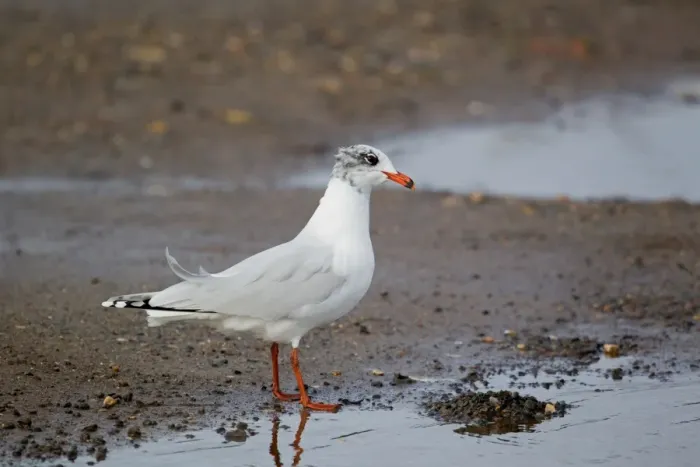 Framed Print : Mediterranean Gull (Larus melanocephalus) immature, second winter plumage, standing on shore, Suffolk, England, february