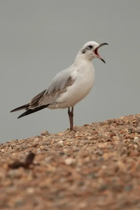 Framed Print : Mediterranean Gull (Larus melanocephalus) immature, first winter plumage, calling, standing on shingle Framed Print : Mediterranean Gull (Larus melanocephalus) immature, first winter plumage, calling, standing on shingle
