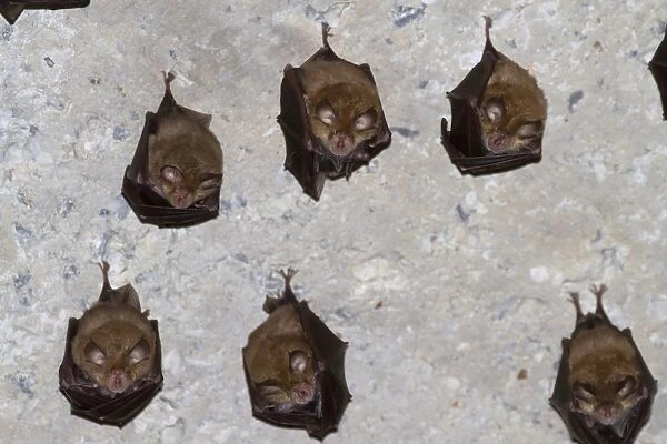 Mediterranean Horseshoe Bat (Rhinolophus euryale) adults, colony hanging on ceiling of old house, Paklenica N. P