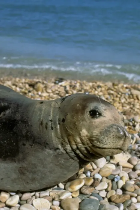 Framed Print : Mediterranean Monk Seal (Monachus monachus) adult, close-up of head, resting on pebble beach, Greece Framed Print : Mediterranean Monk Seal (Monachus monachus) adult, close-up of head, resting on pebble beach, Greece