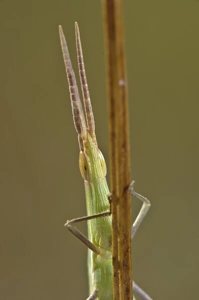 Mediterranean Slant-faced Grasshopper (Acrida ungarica mediterranea) adult male, close-up of head, resting on stem, Italy, august