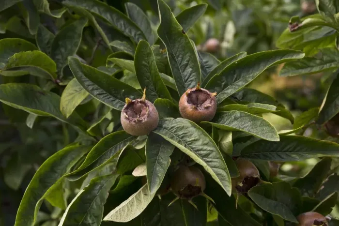 Framed Print : Medlar fruit and leaf Framed Print : Medlar fruit and leaf
