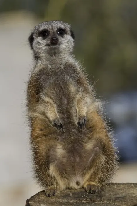 Framed Print : Meerkat female sitting on post. (captive) Framed Print : Meerkat female sitting on post. (captive)