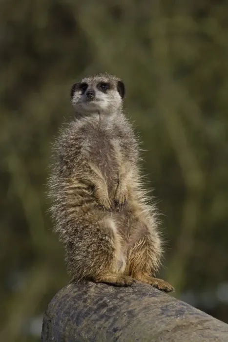 Framed Print : Meerkat sitting on a log (captive)