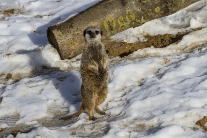 Framed Print : Meerkat standing on snow (captive)
