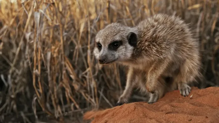 Framed Print : Meerkat (Suricata suricatta) adult, digging in sand, Kalahari Meerkat Project, Kuruman River Reserve, Kalahari Desert, Northern Cape, South Africa