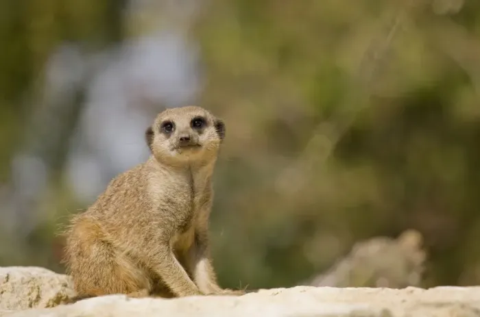 Framed Print : Meerkat (Suricata suricatta) adult, sitting on rock, Marwell Zoo