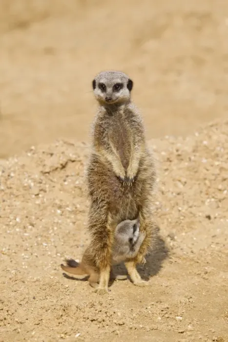 Framed Print : Meerkat (Suricata suricatta) adult female and baby, standing on sand (captive)